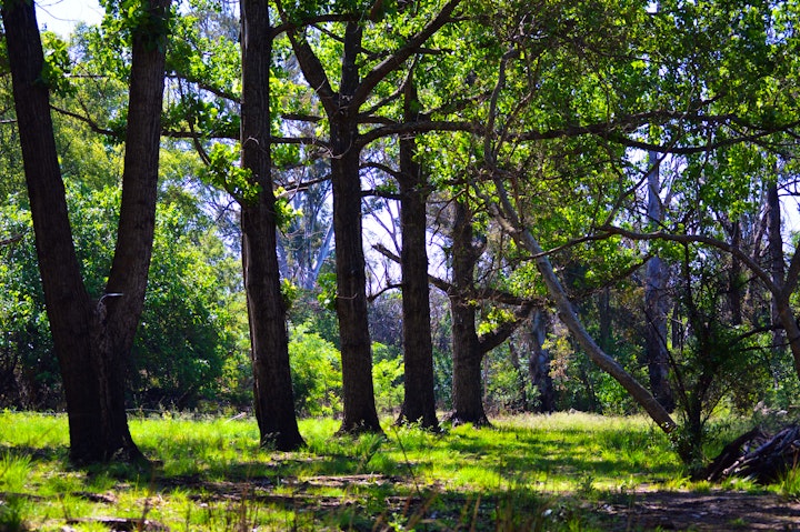 Cradle Of Humankind Accommodation at The Crooked Tree | Viya