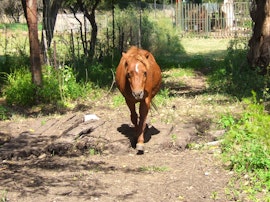 North West Accommodation at Klipfontein Game Reserve | Viya