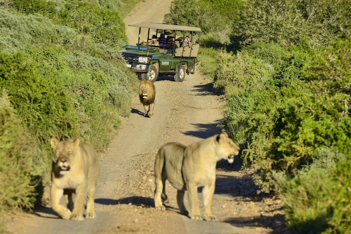 Eastern Cape Accommodation at Shamwari Eagles Crag | Viya