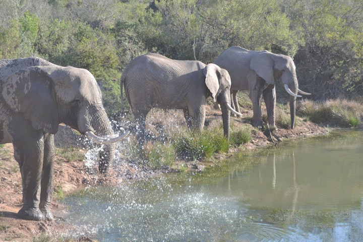 Eastern Cape Accommodation at Barefoot Addo Elephant Lodge | Viya