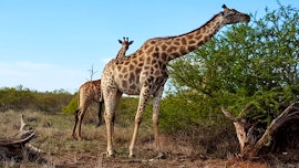 Kruger To Canyons Accommodation at  | Viya