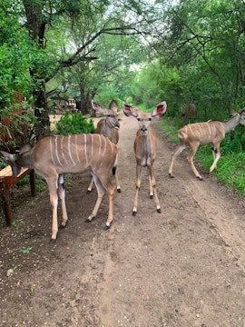 Kruger National Park South Accommodation at Marlothi Safari Park | Viya