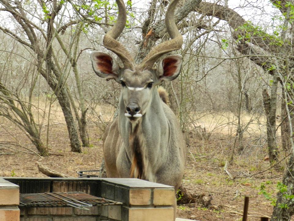 Kruger National Park South Accommodation at  | Viya