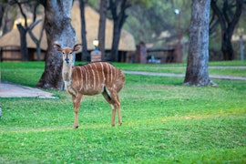 Limpopo Accommodation at Izinkwe Lodge | Viya