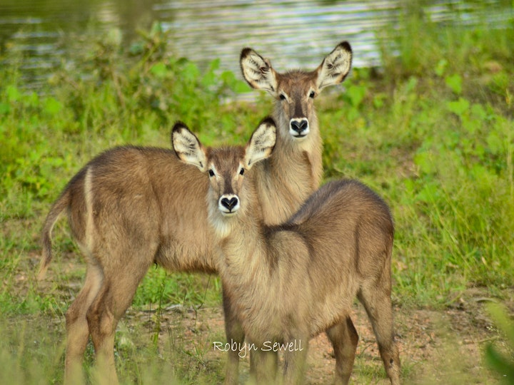 Mpumalanga Accommodation at Simbavati Hilltop Lodge | Viya