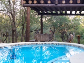 Kruger National Park South Accommodation at Treetops Holiday Home Near Kruger Park | Viya