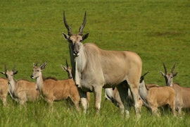 KwaZulu-Natal Accommodation at Tillietudlem Nature Reserve | Viya