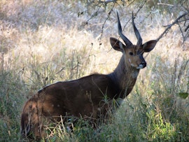 Kruger To Canyons Accommodation at Leopard Rock Lodge | Viya