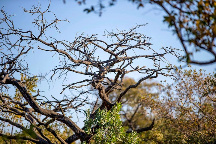 North West Accommodation at The Hanging Garden Bushveld Eco-Retreat | Viya