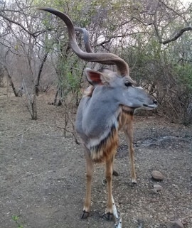 Kruger National Park South Accommodation at Weltevrede Lodge | Viya