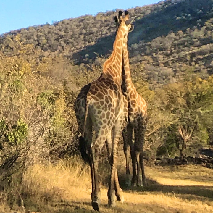 Limpopo Accommodation at 31 Zwartkloof Private Game Reserve | Viya