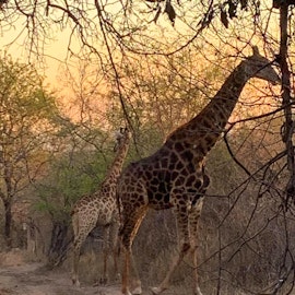 Kruger National Park South Accommodation at Galago's Nest Bush Chalets | Viya