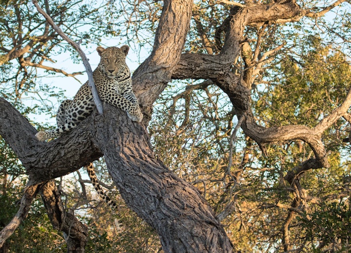 Mpumalanga Accommodation at Simbavati River Lodge | Viya