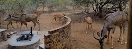 Kruger National Park South Accommodation at Bosplasie | Viya