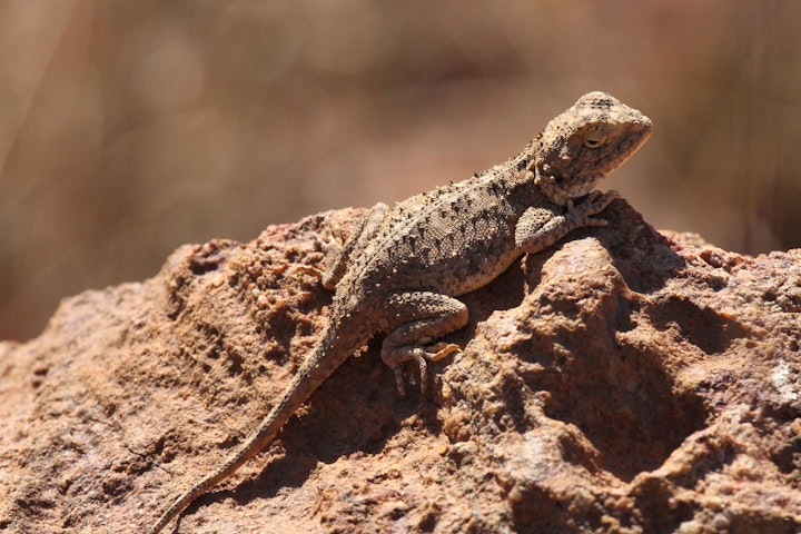 Waterberg Accommodation at Inzalo Safari Lodge | Viya