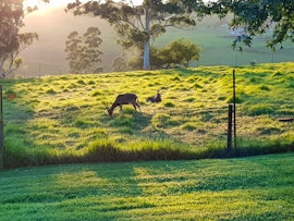 KwaZulu-Natal Accommodation at Cedarwood Guest House | Viya