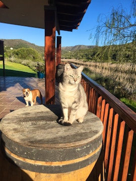 Garden Route Accommodation at Riversong Farm | Viya