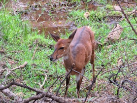 Limpopo Accommodation at Pumba Chalets, Mabalingwe | Viya