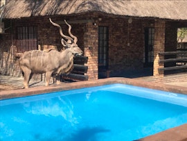 Kruger National Park South Accommodation at  | Viya